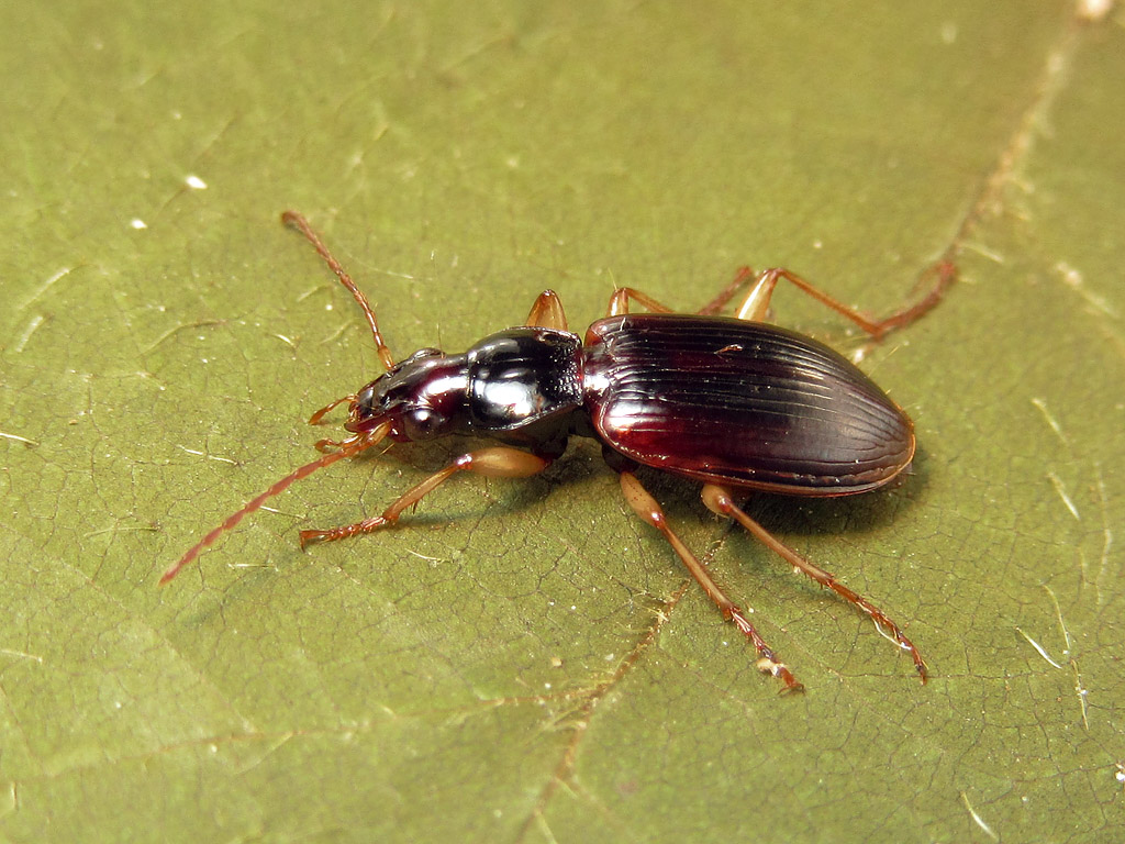 Carabidae: Paranchus albipes